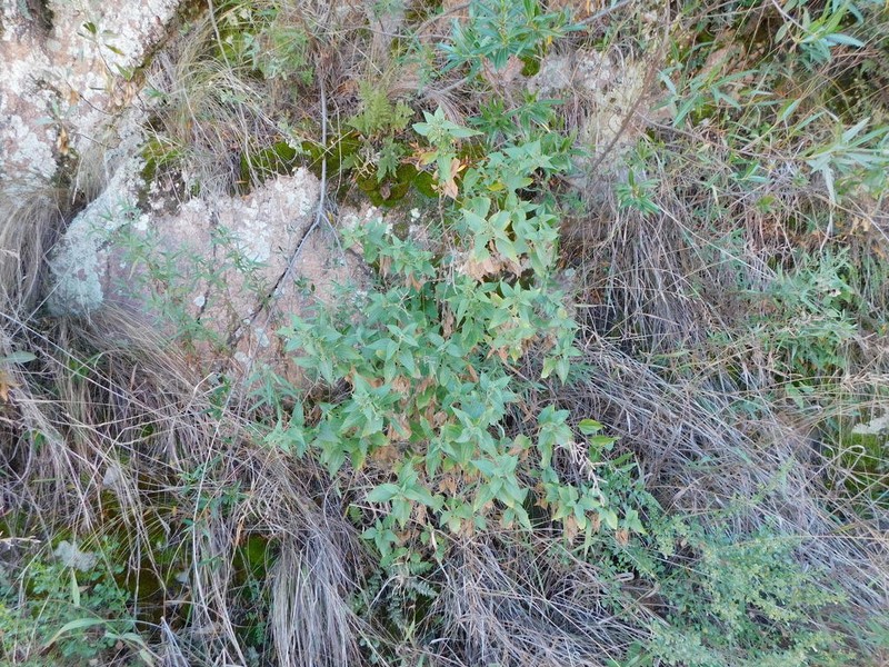 Austrobrickellia arnottii photo 8
