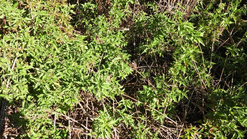 Austrobrickellia patens