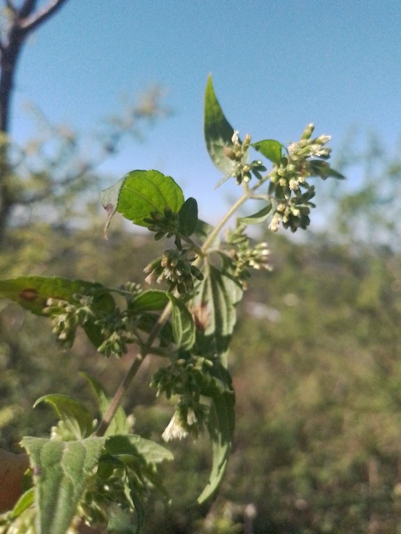 Austrobrickellia patens photo 2
