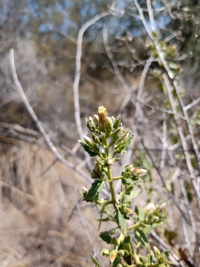 Austrobrickellia patens photo 3
