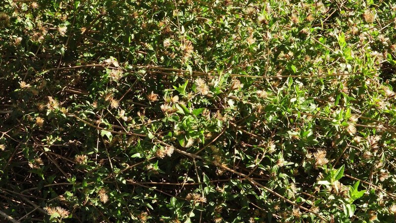 Austrobrickellia patens photo 4