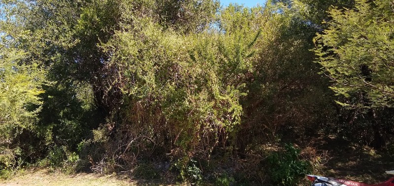 Austrobrickellia patens photo 5
