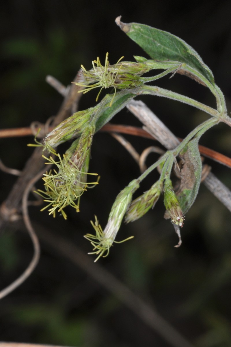 Austrobrickellia patens photo 7