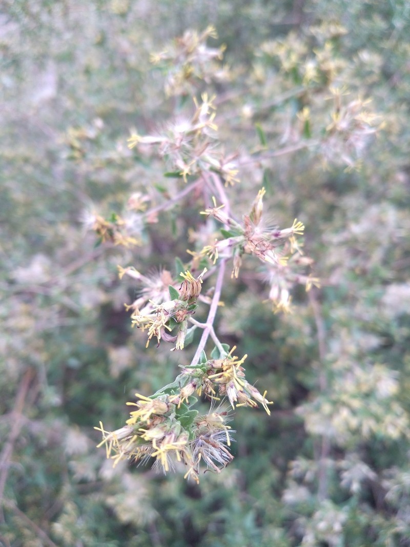 Austrobrickellia patens photo 8