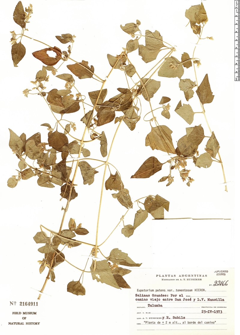 Austrobrickellia patens var. tomentosa