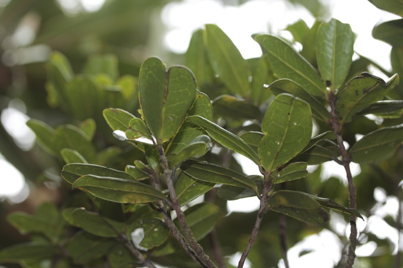 Austrobuxus brevipes