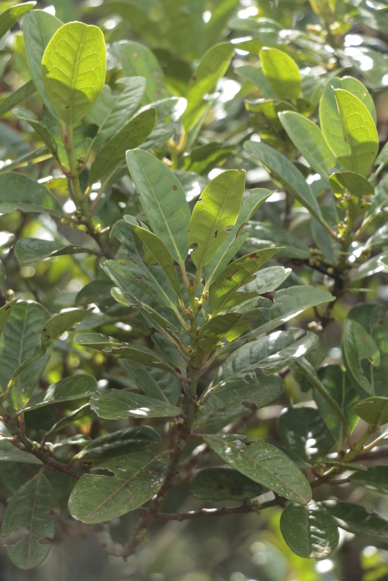 Austrobuxus brevipes photo 2
