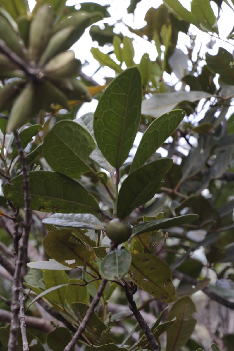 Austrobuxus brevipes photo 3