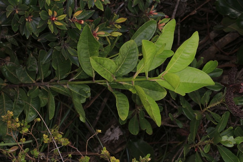Austrobuxus brevipes photo 4