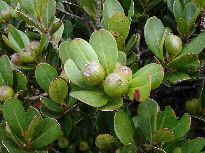 Austrobuxus brevipes photo 5