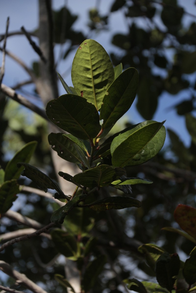 Austrobuxus brevipes photo 6