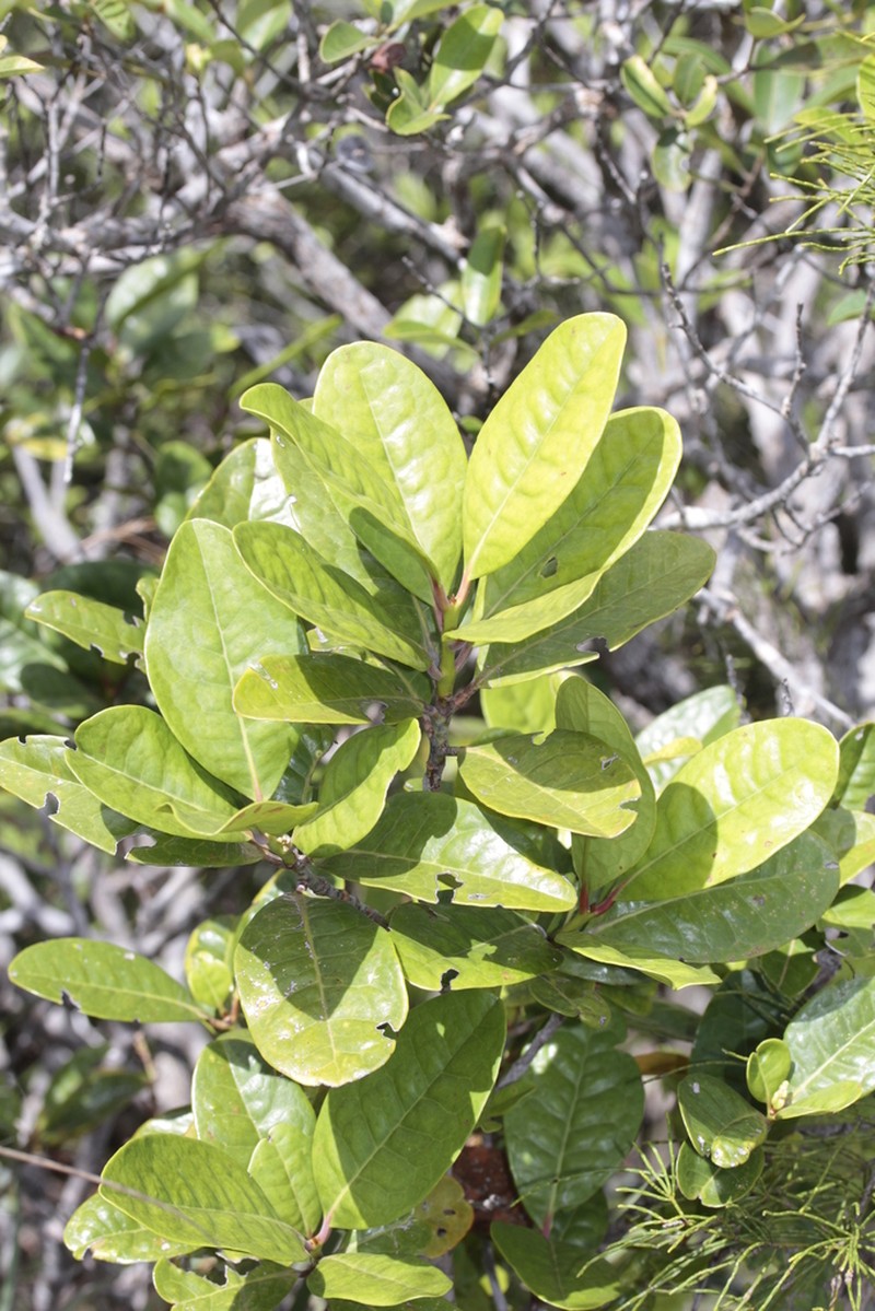 Austrobuxus brevipes photo 7