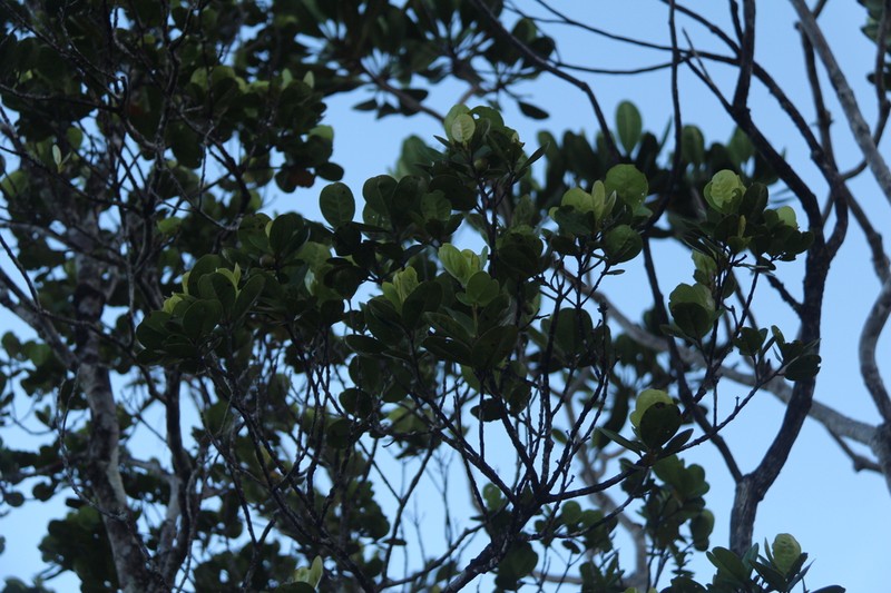 Austrobuxus brevipes photo 8