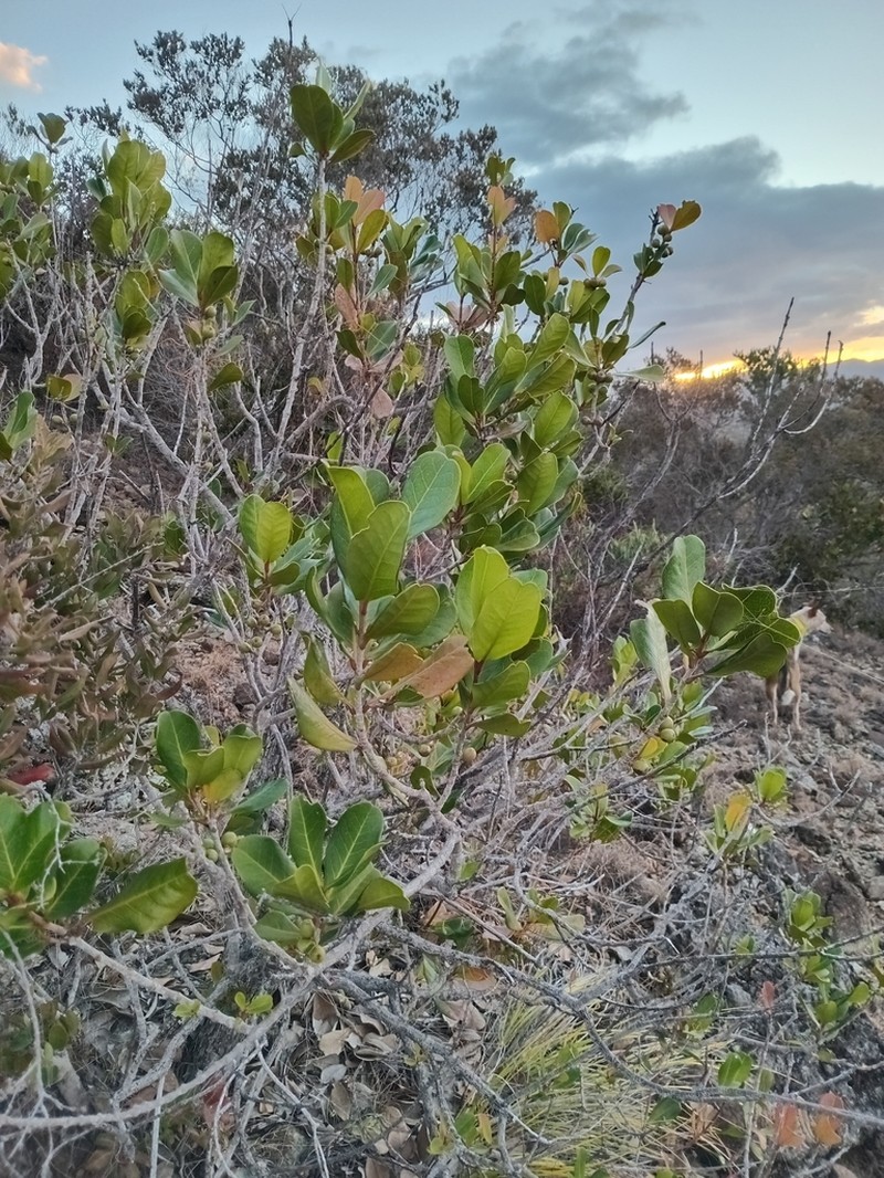 Austrobuxus carunculatus