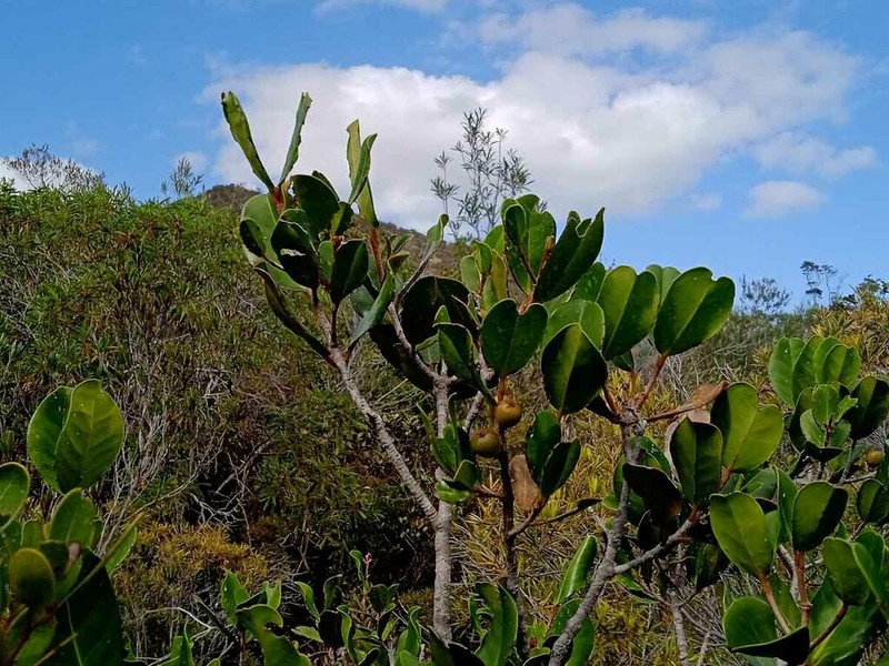 Austrobuxus carunculatus photo 2