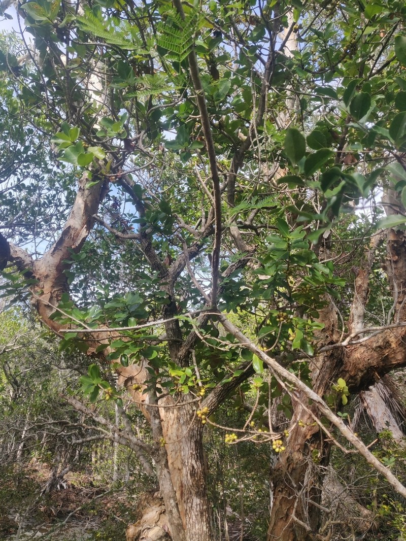 Austrobuxus carunculatus photo 3