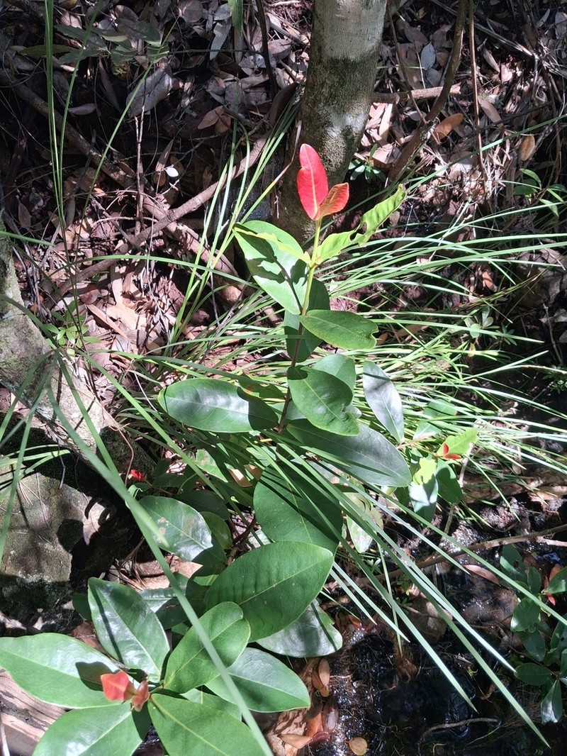 Austrobuxus carunculatus photo 5