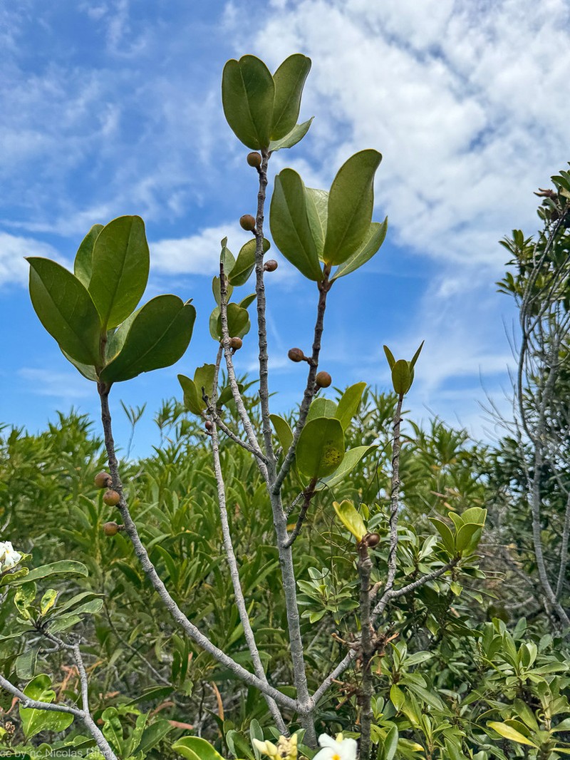 Austrobuxus carunculatus photo 6