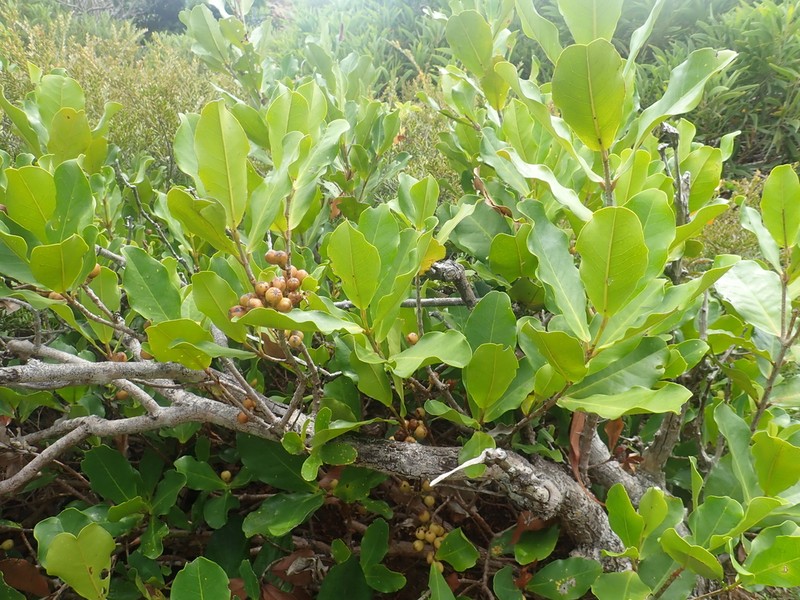 Austrobuxus carunculatus photo 8