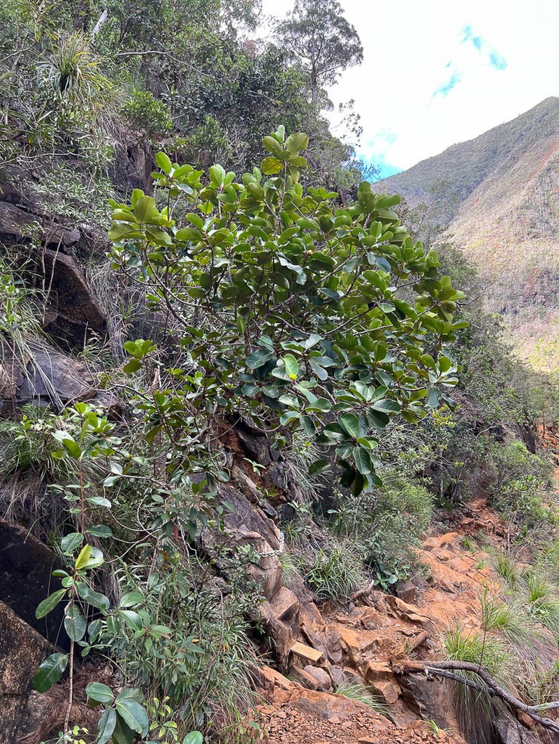 Austrobuxus clusiaceus