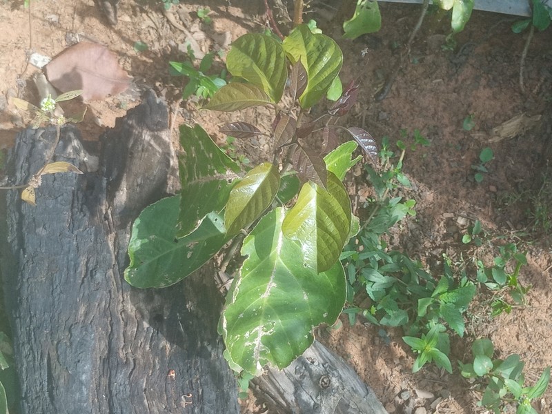 Austrobuxus clusiaceus photo 2
