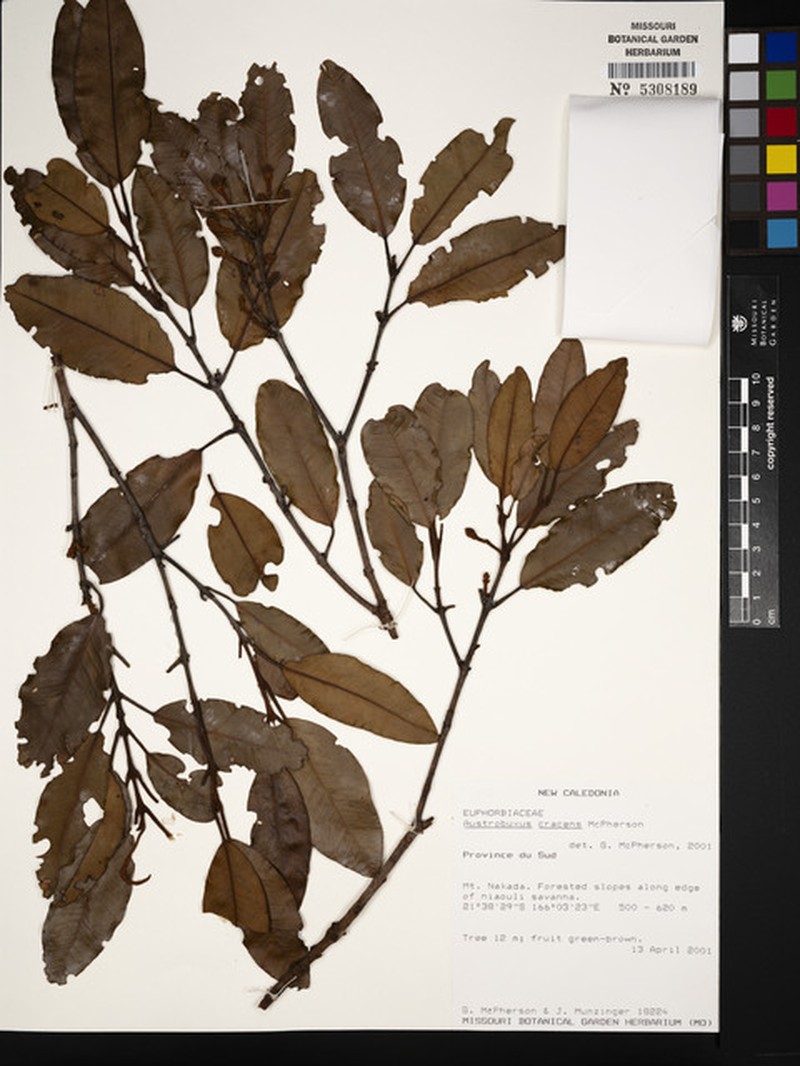 Austrobuxus cracens