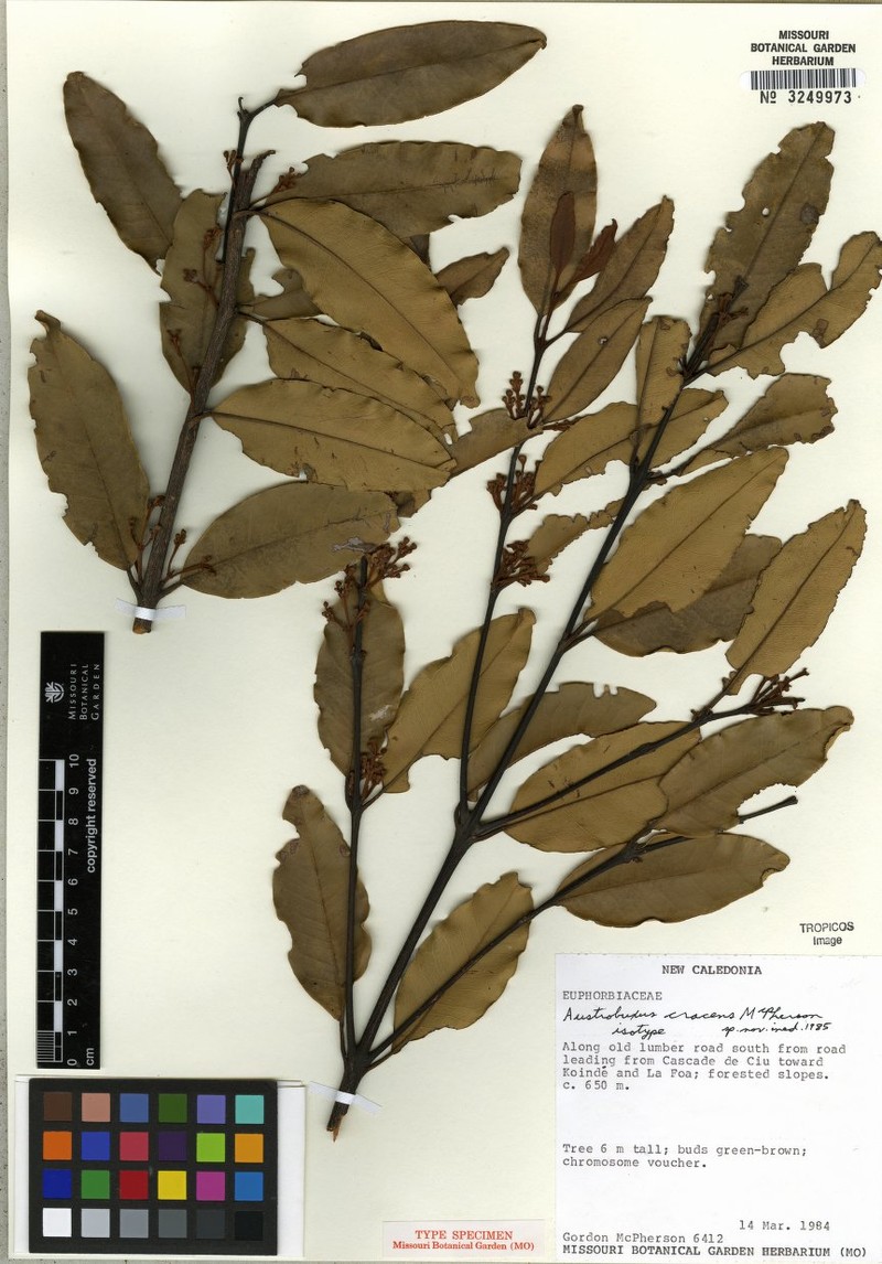 Austrobuxus cracens photo 2