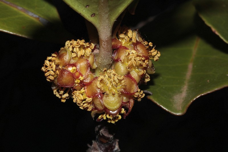 Austrobuxus cuneatus