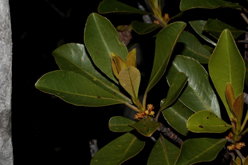 Austrobuxus cuneatus photo 2