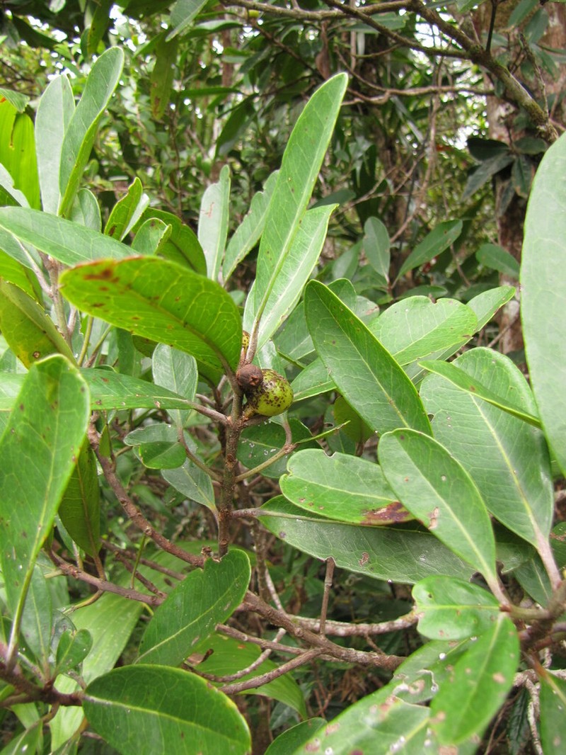 Austrobuxus ellipticus