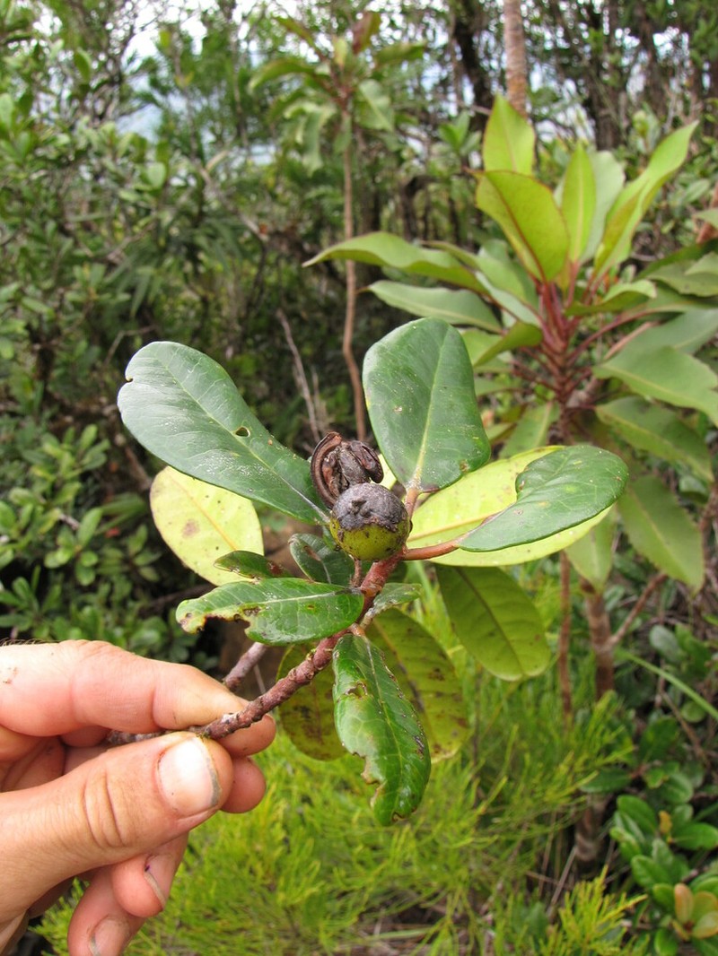 Austrobuxus ellipticus photo 3