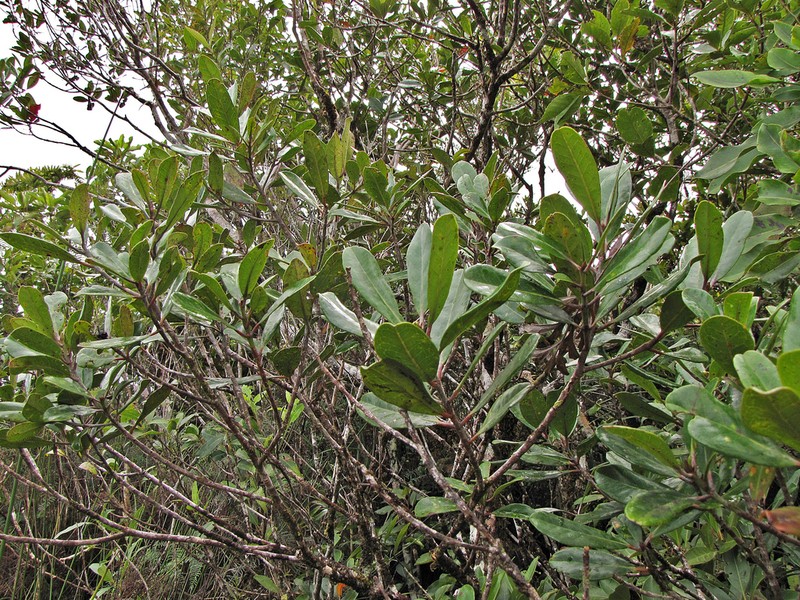 Austrobuxus ellipticus photo 4