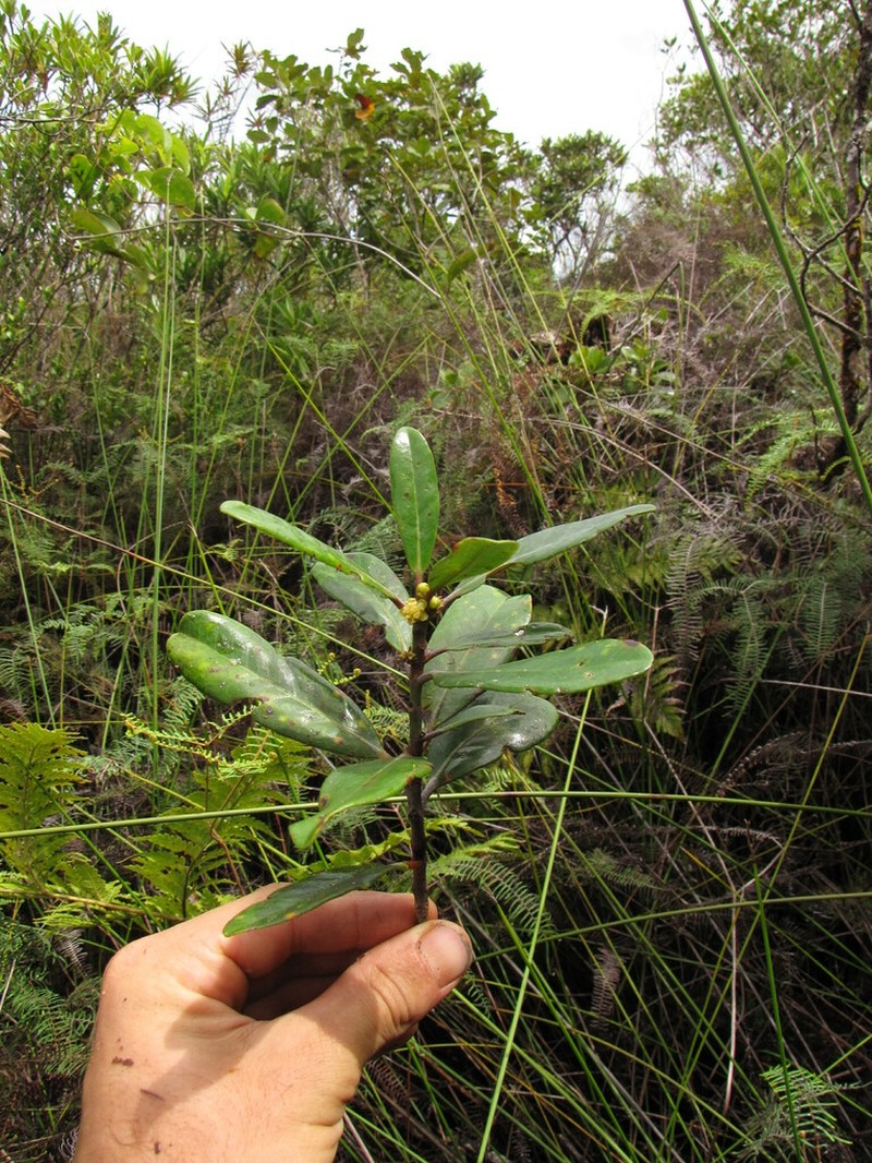 Austrobuxus ellipticus photo 5