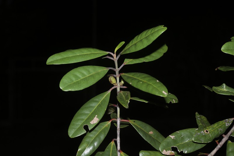 Austrobuxus ellipticus photo 6