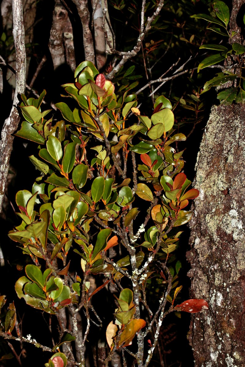 Austrobuxus eugeniifolius