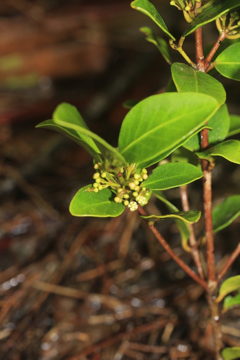 Austrobuxus eugeniifolius photo 2
