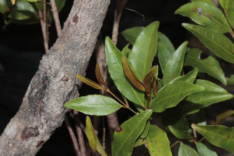 Austrobuxus eugeniifolius photo 3