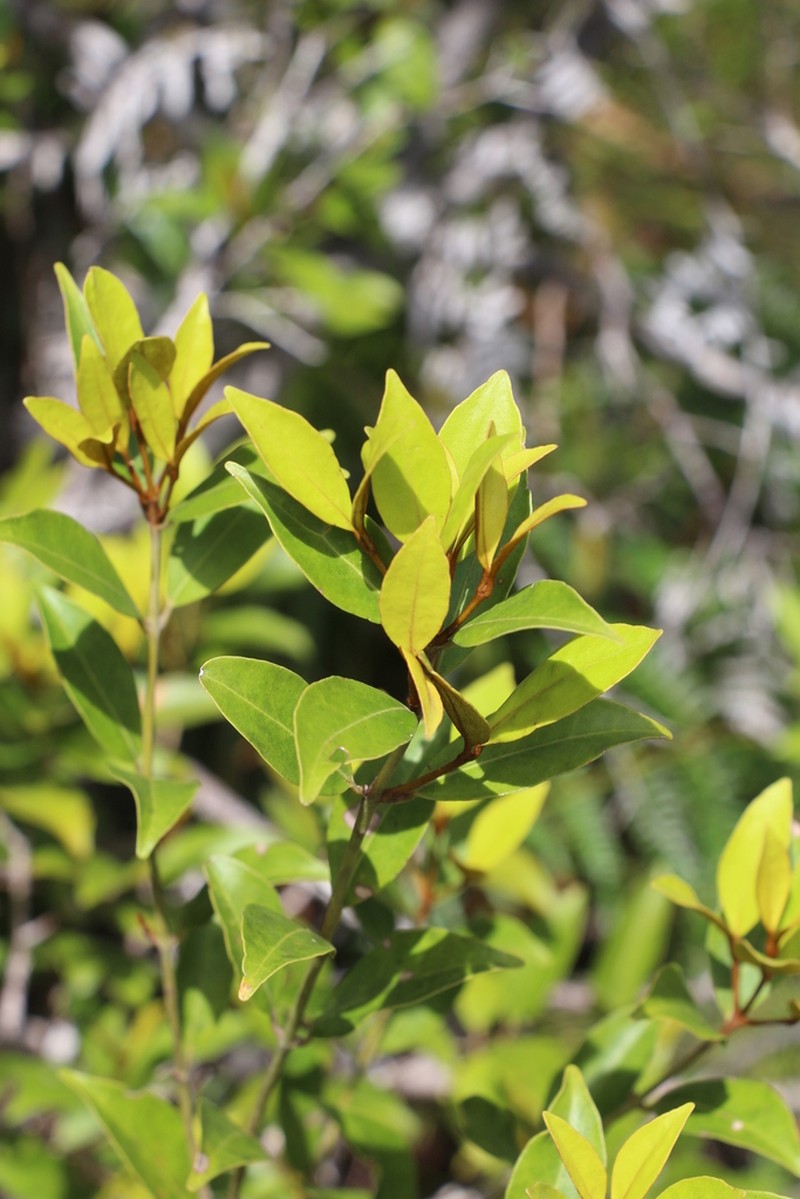 Austrobuxus eugeniifolius photo 4