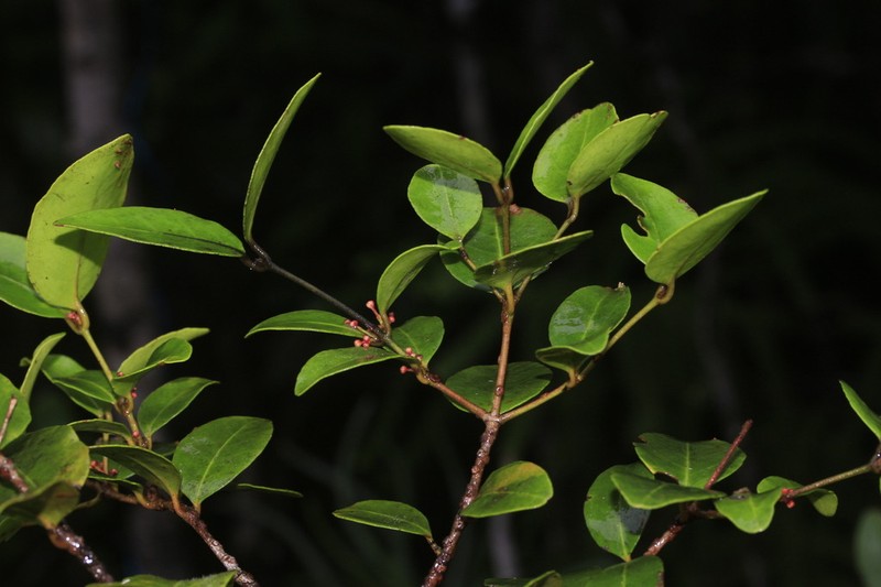Austrobuxus eugeniifolius photo 5