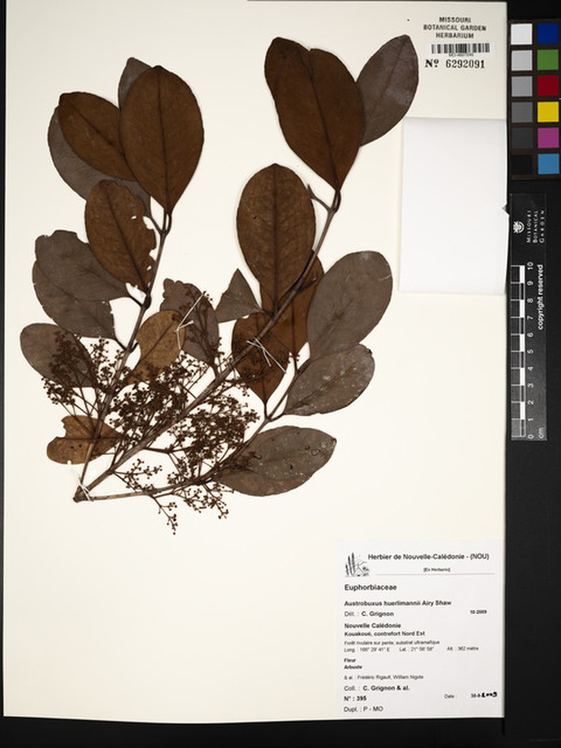 Austrobuxus huerlimannii photo 3