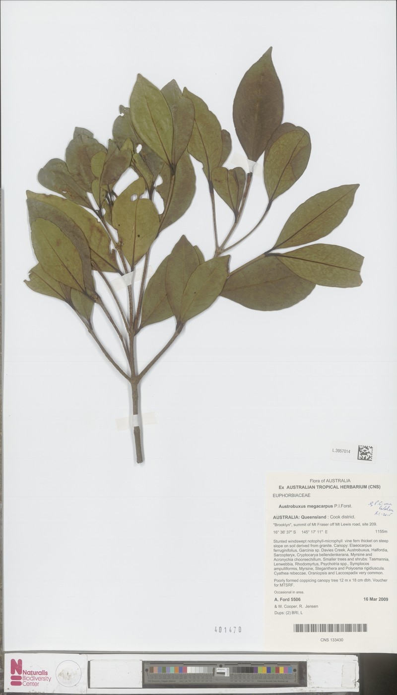 Austrobuxus megacarpus