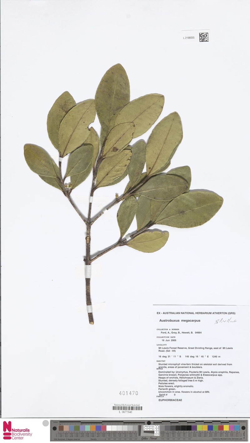 Austrobuxus megacarpus photo 2