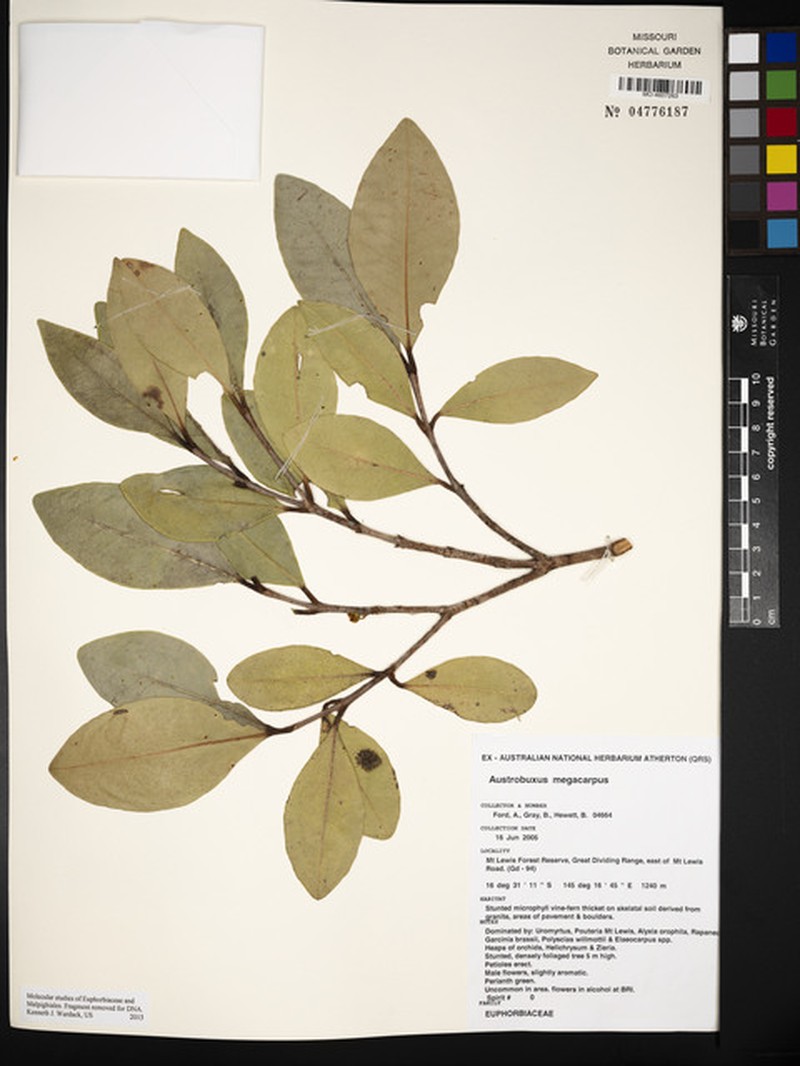 Austrobuxus megacarpus photo 3