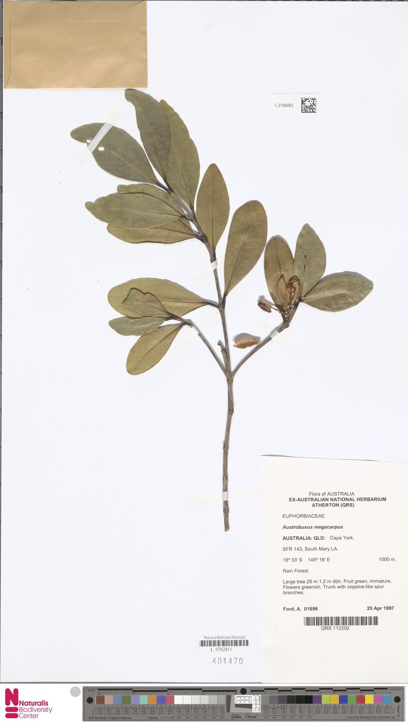 Austrobuxus megacarpus photo 4