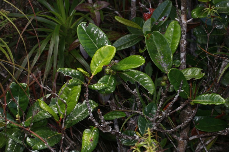 Austrobuxus montis-do photo 2