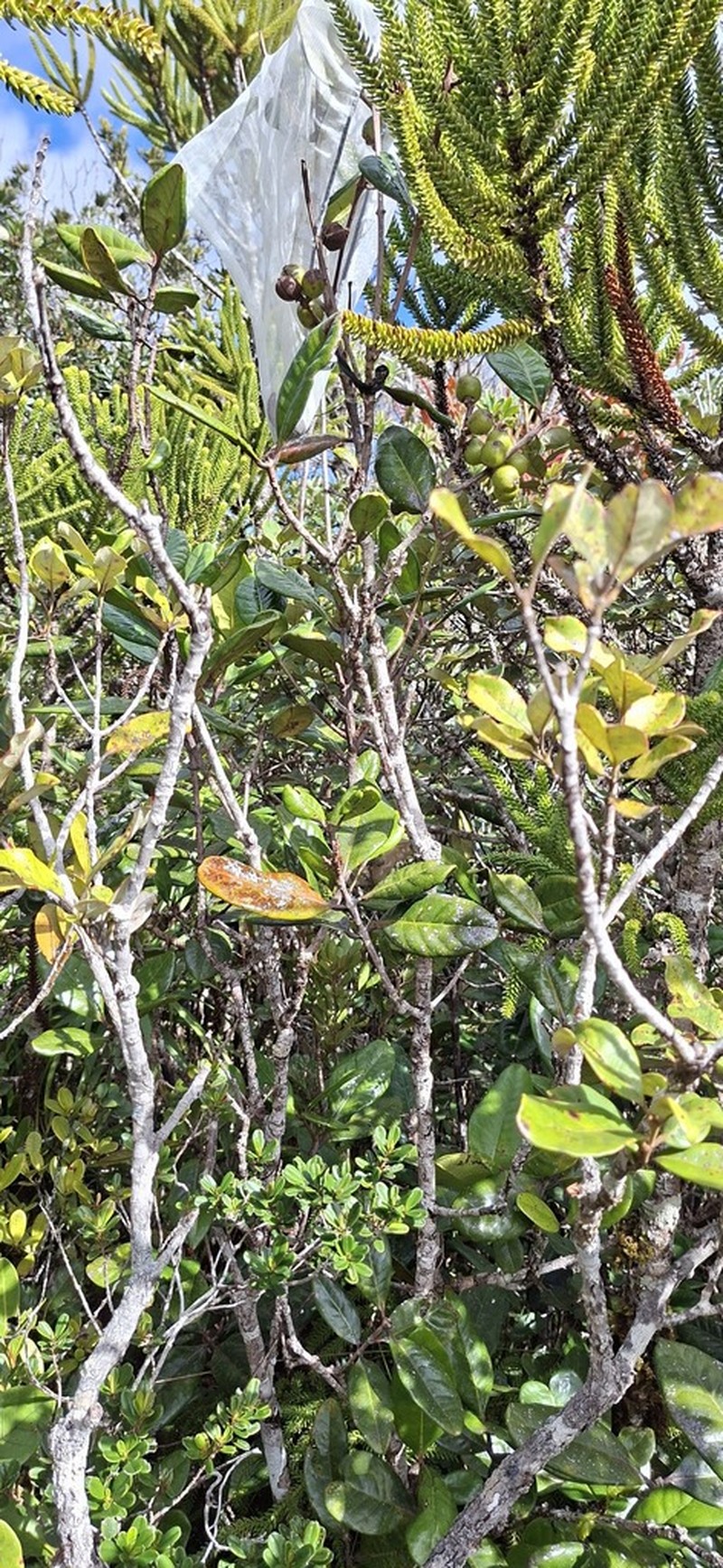 Austrobuxus montis-do photo 3