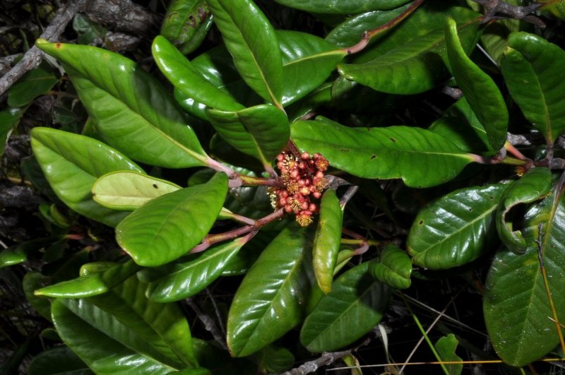 Austrobuxus montis-do photo 4