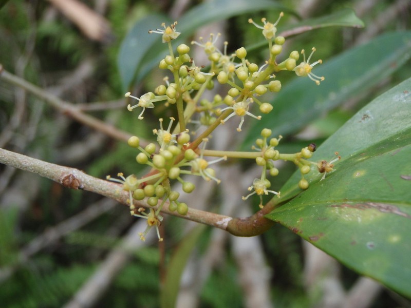 Austrobuxus nitidus