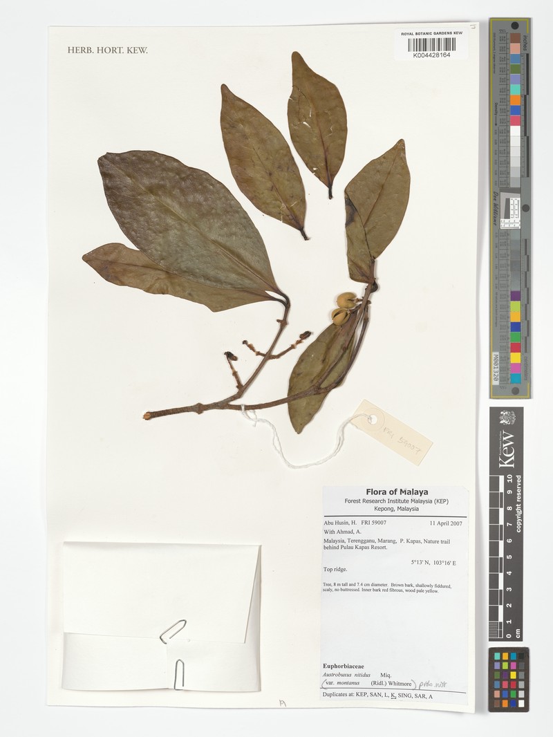 Austrobuxus nitidus photo 5