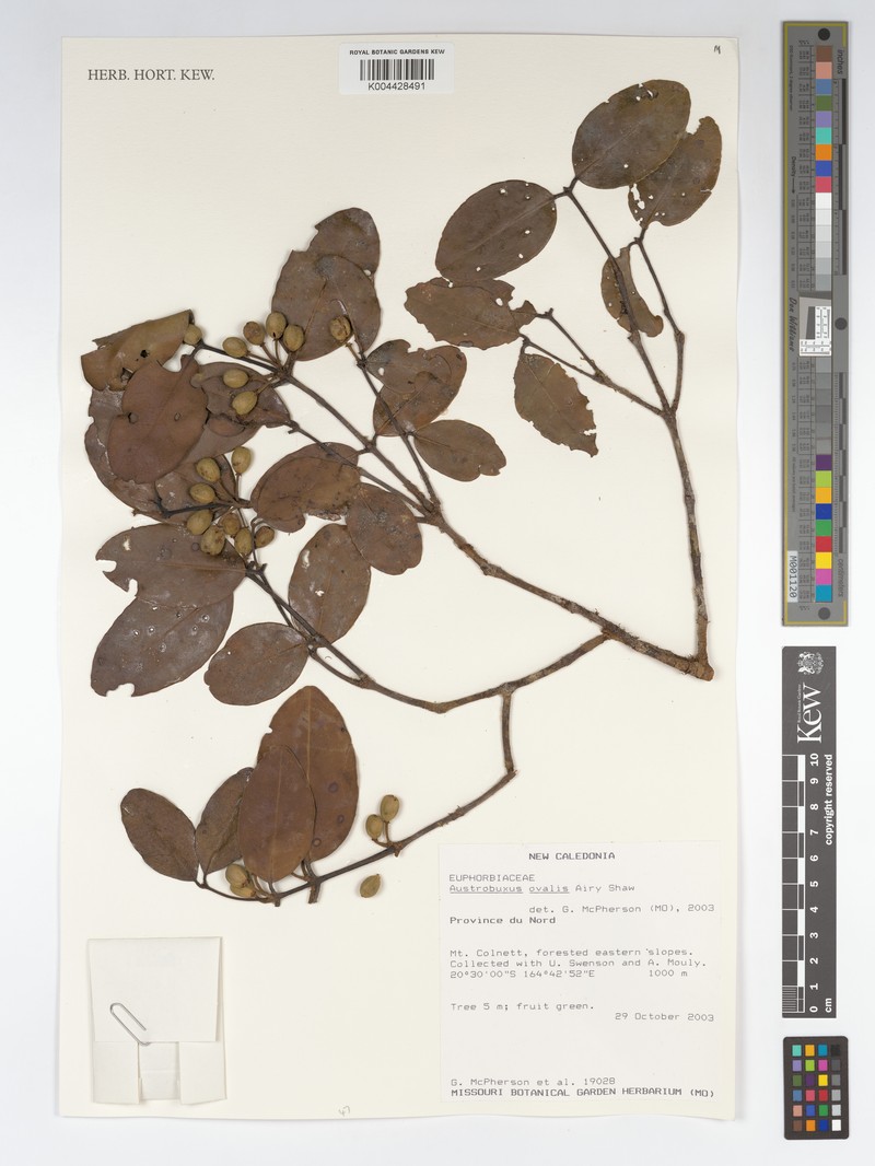 Austrobuxus ovalis photo 2